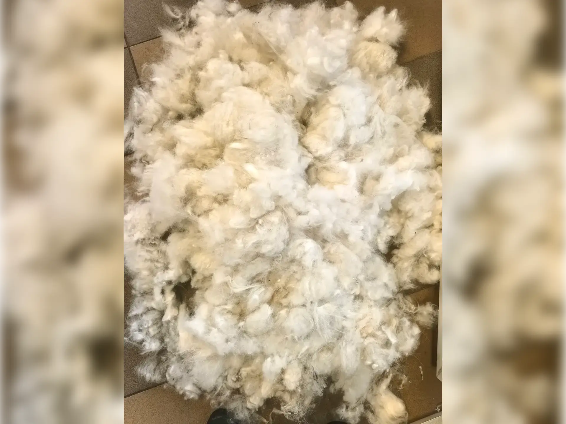 Wyczesany podszertsek Samoyeda