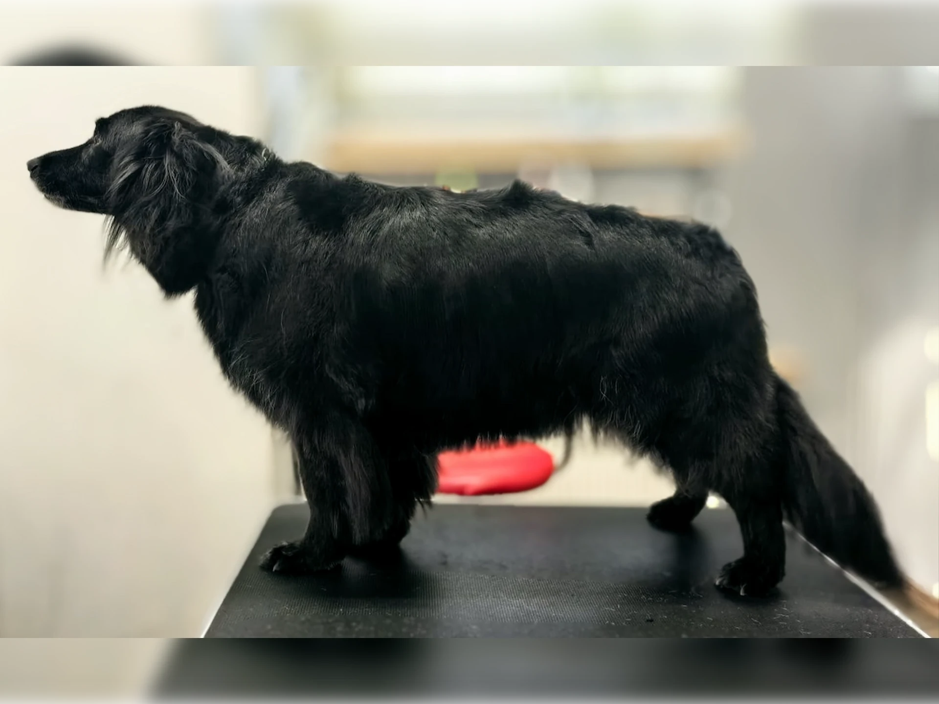 Flat retriver po wyczesywaniu i kąpieli