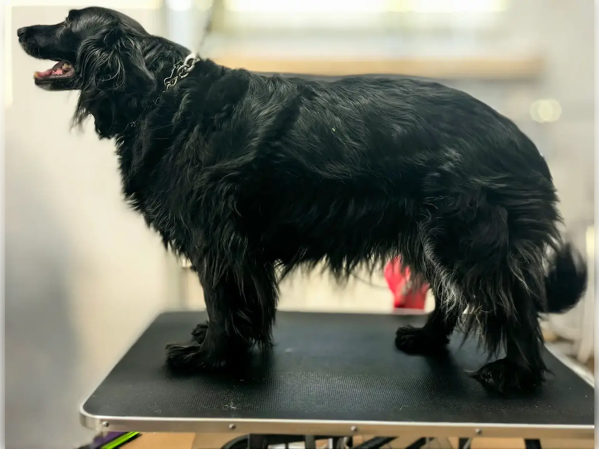 Flat Retriver przed kąpielą i czesaniem