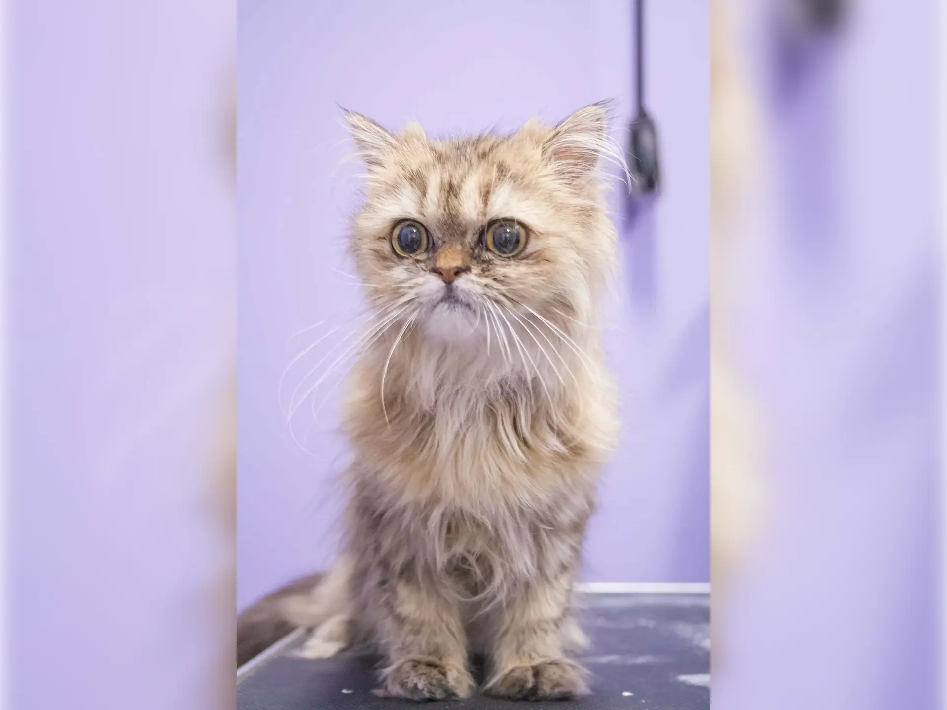 Kot perski po wyczesywaniu