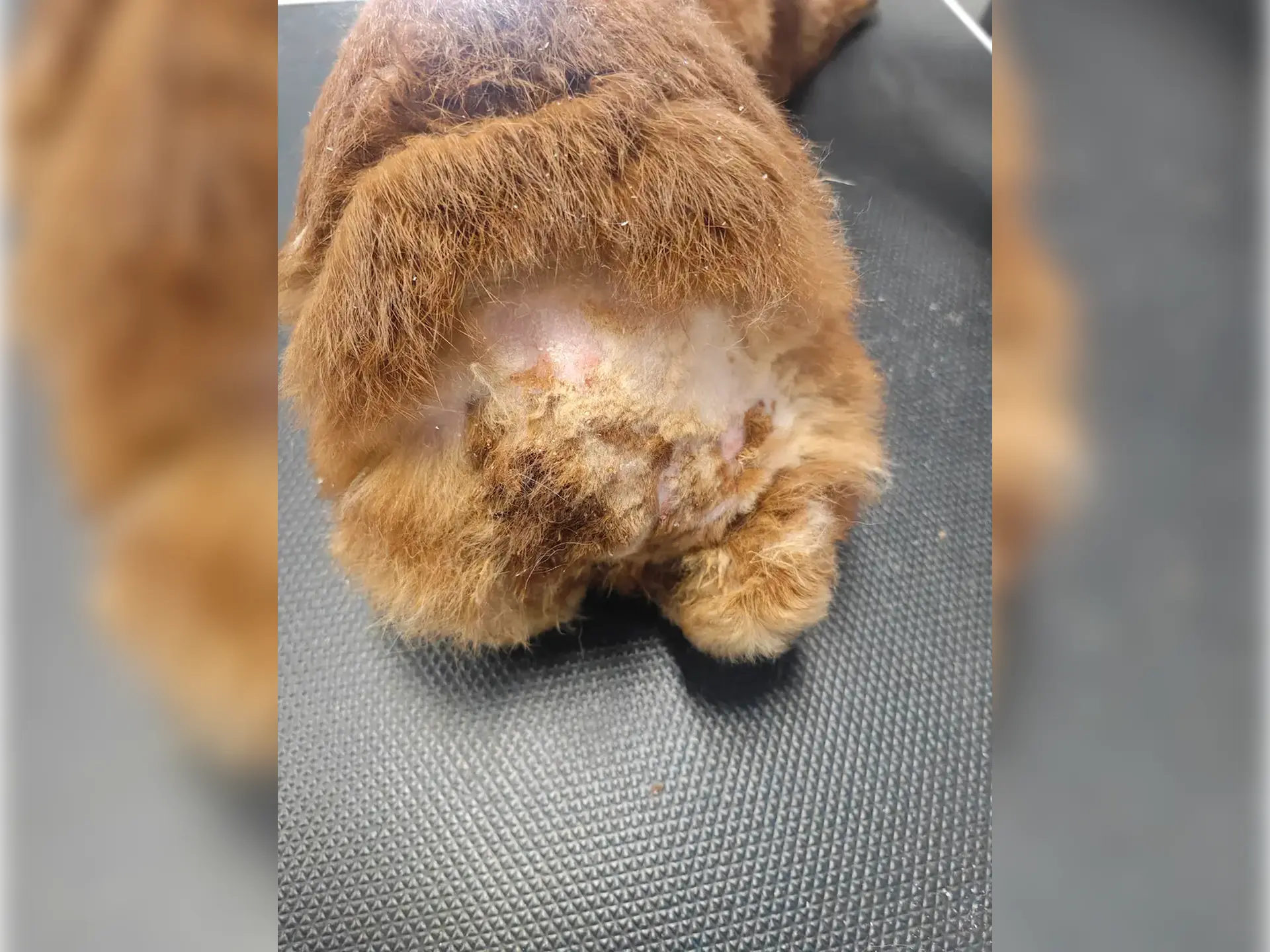 Odparzenie skóry u królika spowodowane zaniedbanym kołtunem pod ogonem