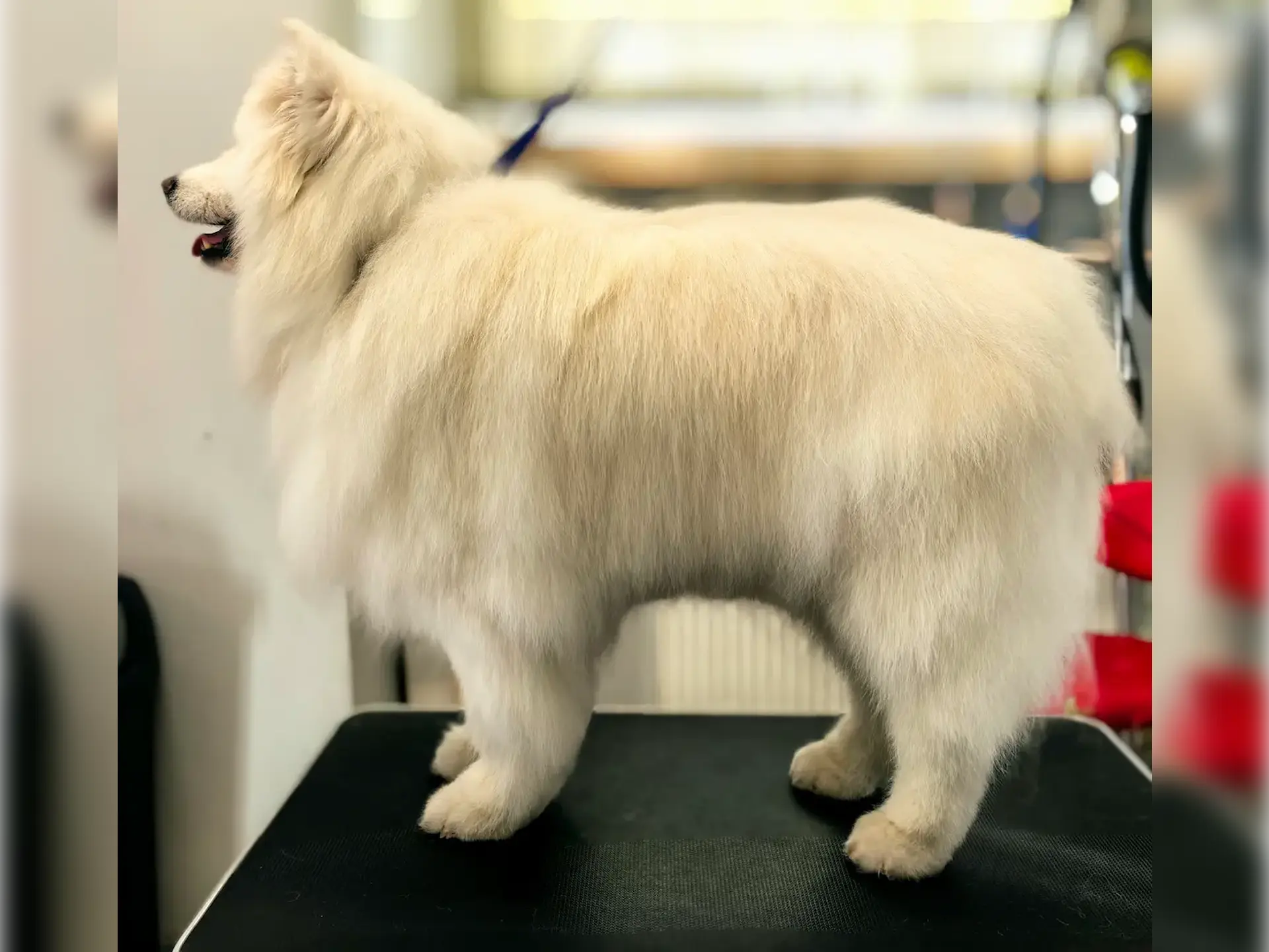 Samoyed po kąpieli z odżywkami