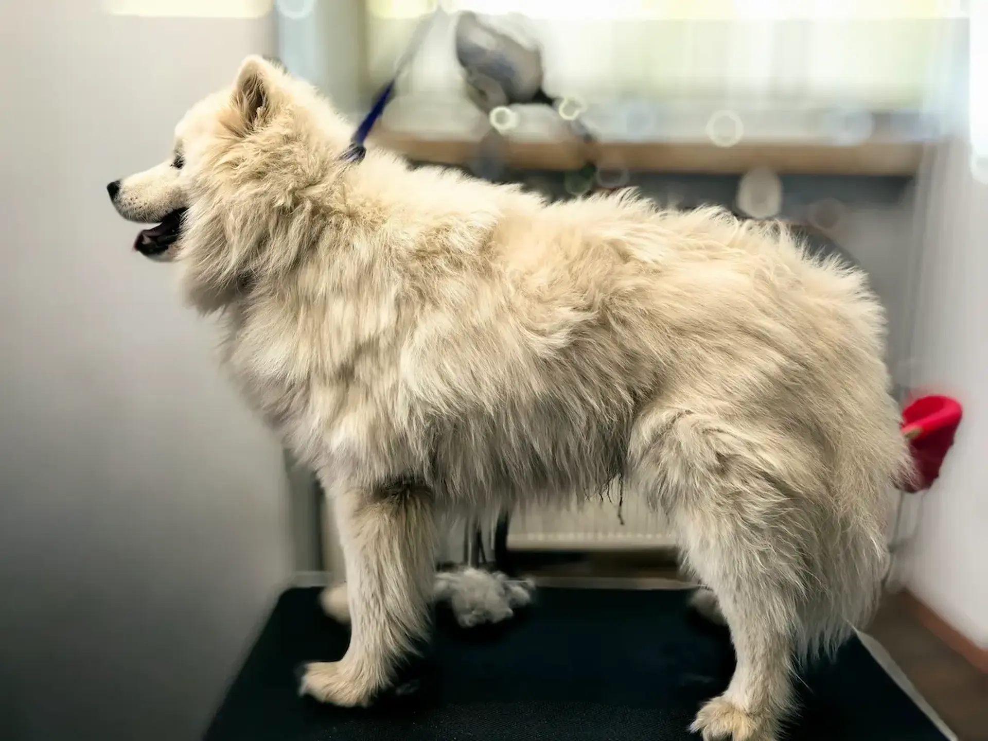 Skołtuniony samoyed