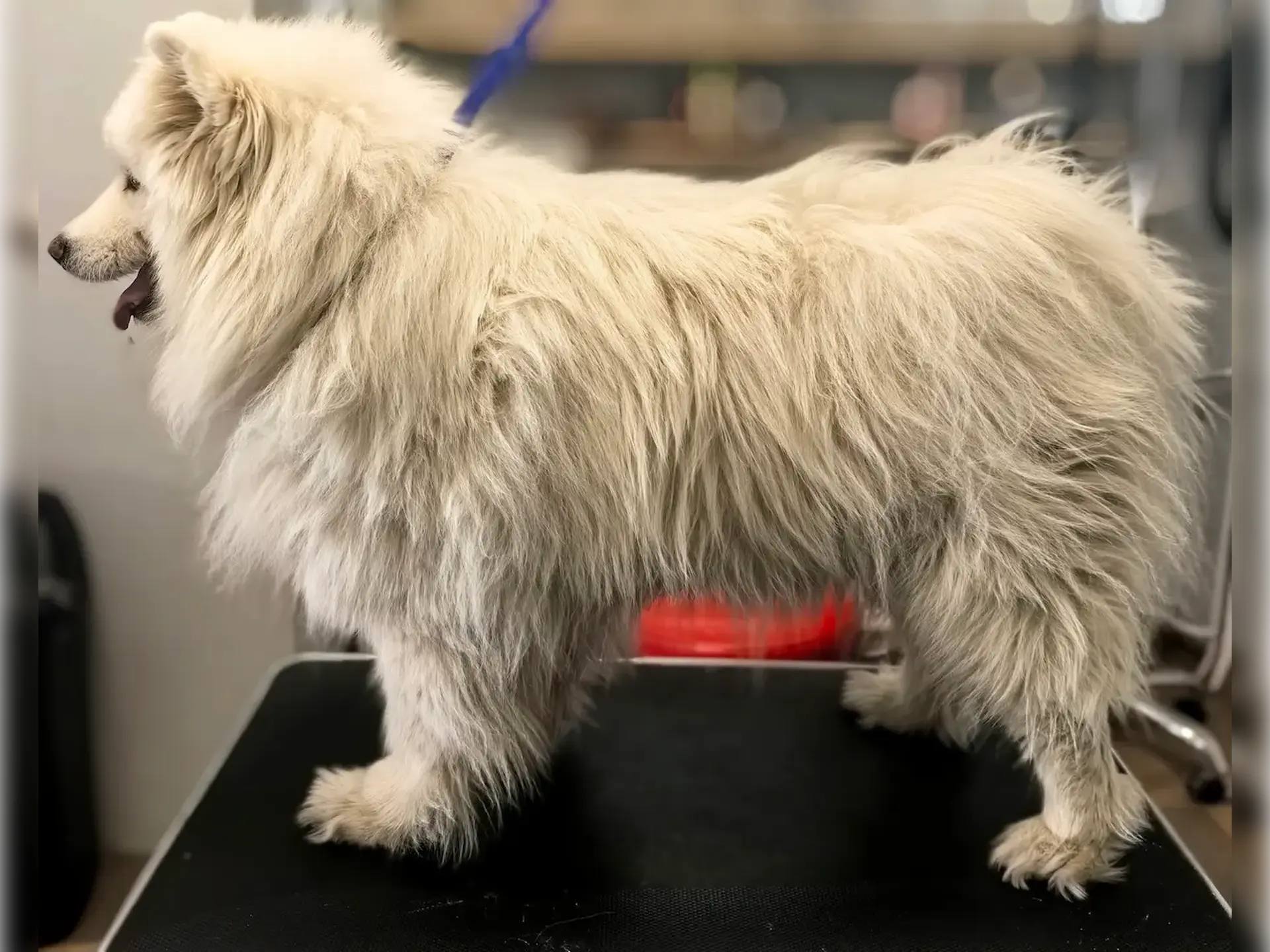 Samoyed przed wyczesywaniem i kąpielą