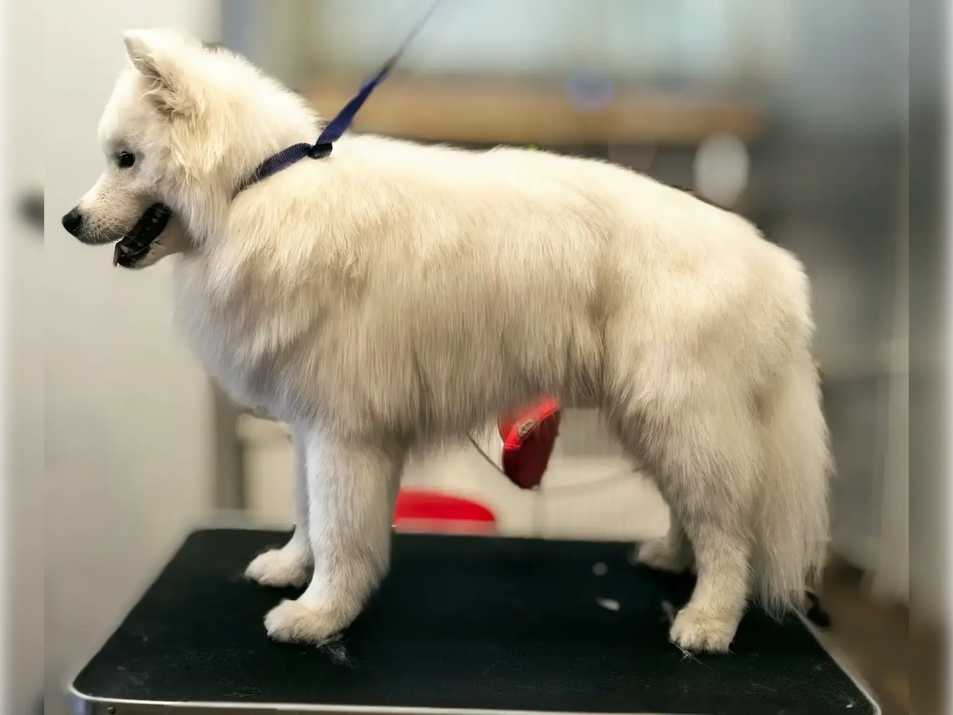 Jak Wyfgląda Samoyed po fryzjerze