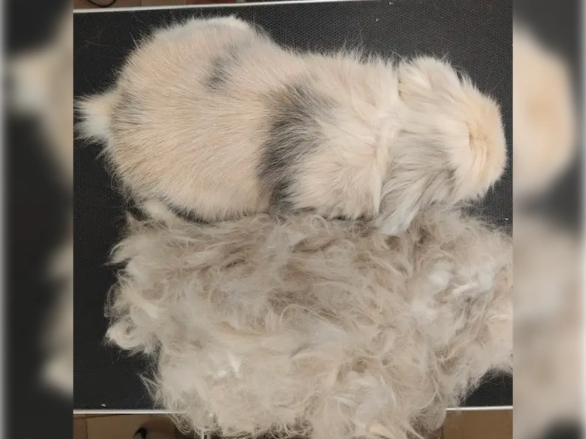 Królik baranek po wyczesaniu, obok widoczna sierść – usunięty podszerstek