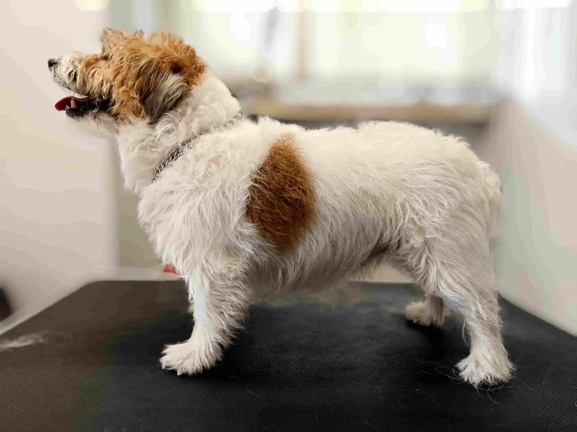 Jack russel terrier na strole gromerskim