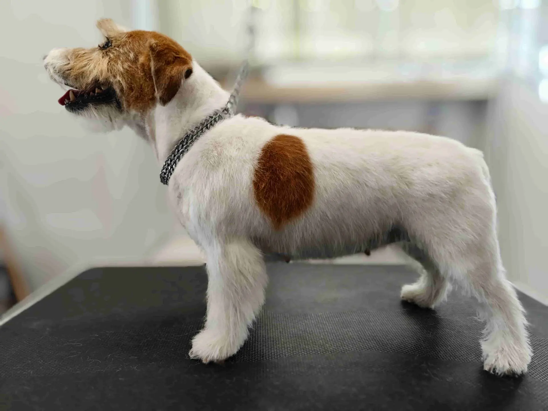 Trymowany terrier krótkonożny