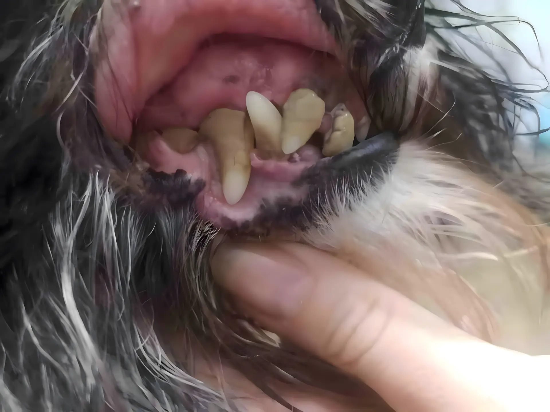 Kamień nazębny u sznaucera