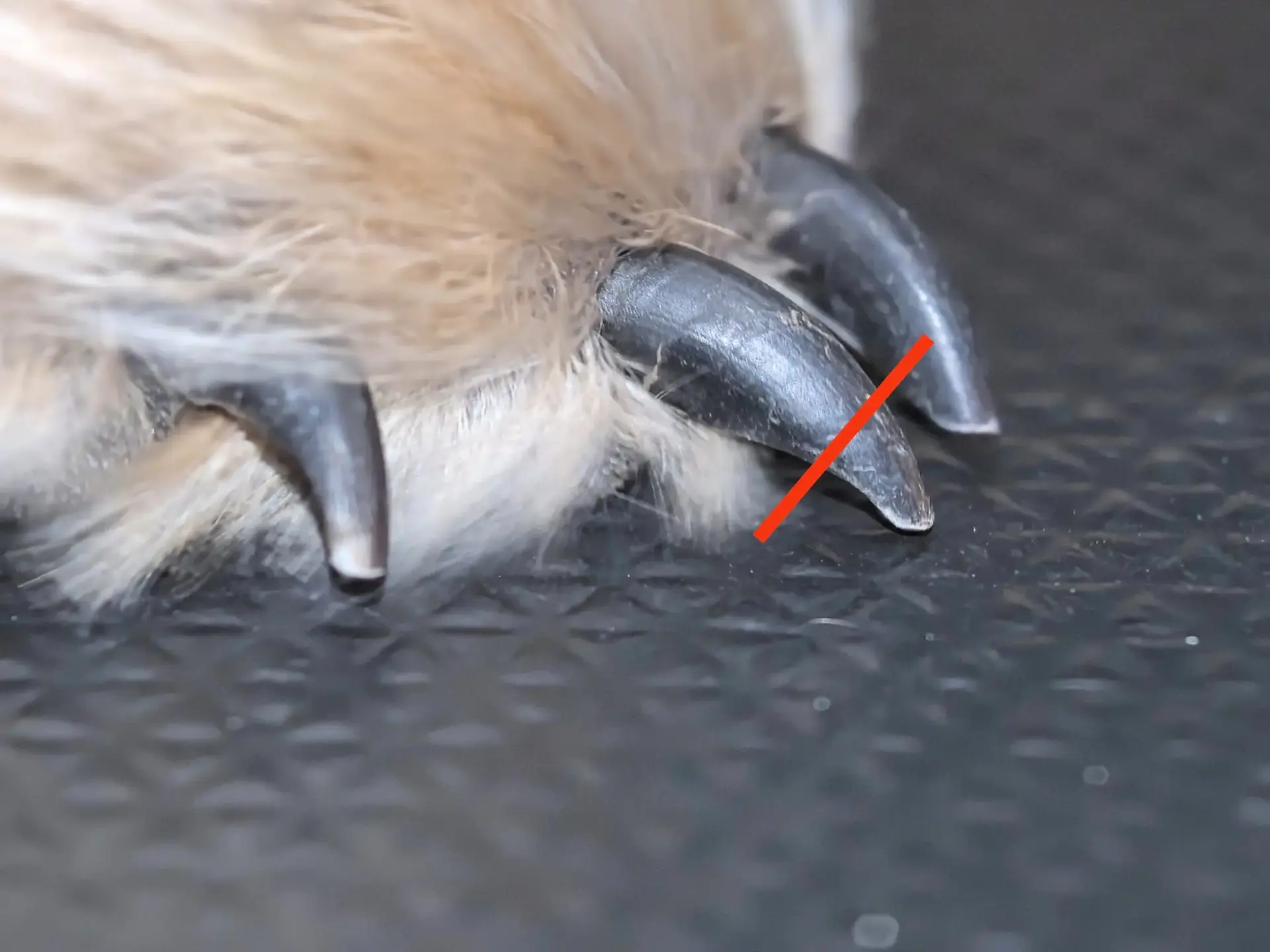 Prawidłowy kąt przycinania pazurów u psa