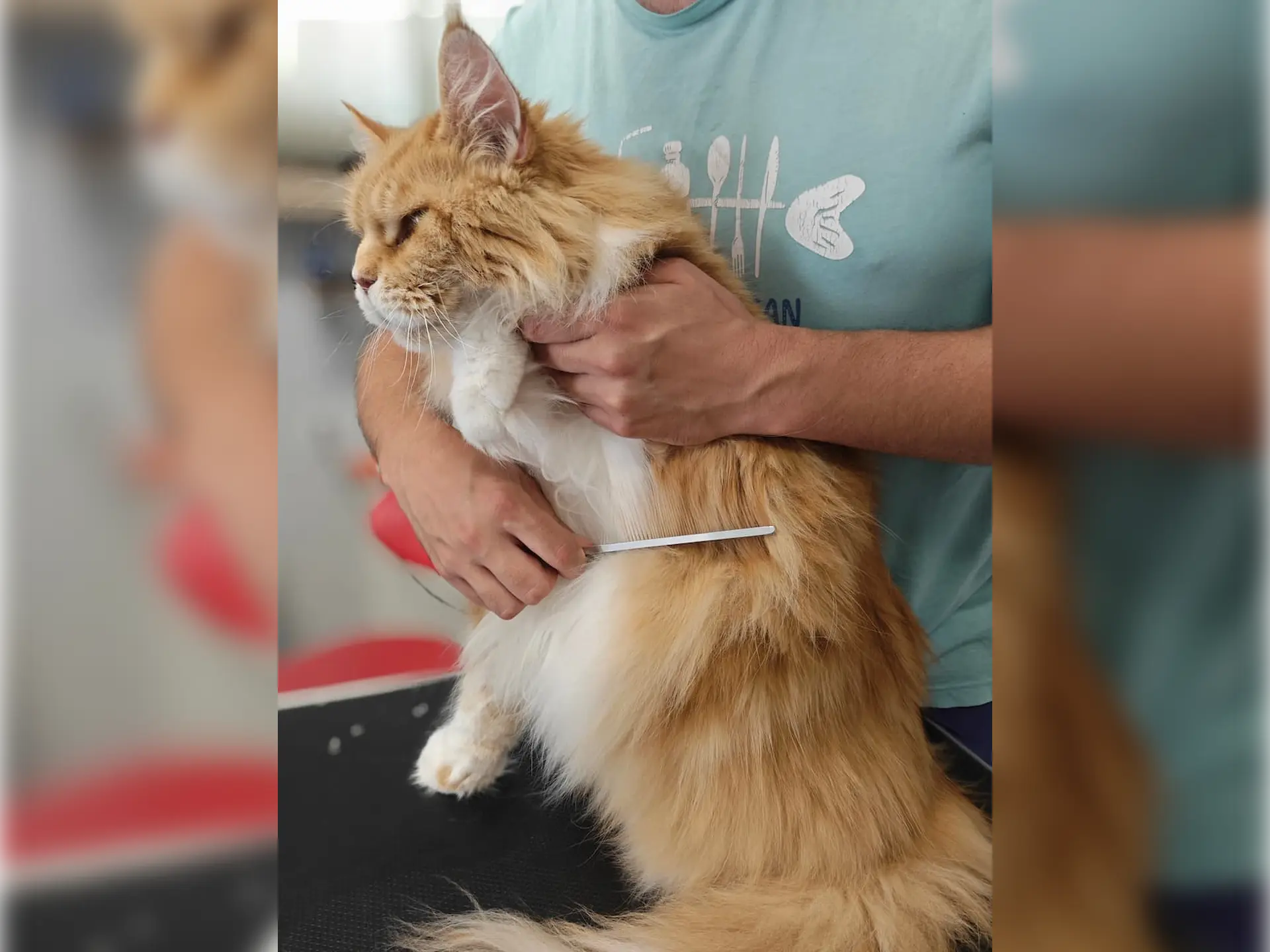 kot mainecoon wyczesywany
