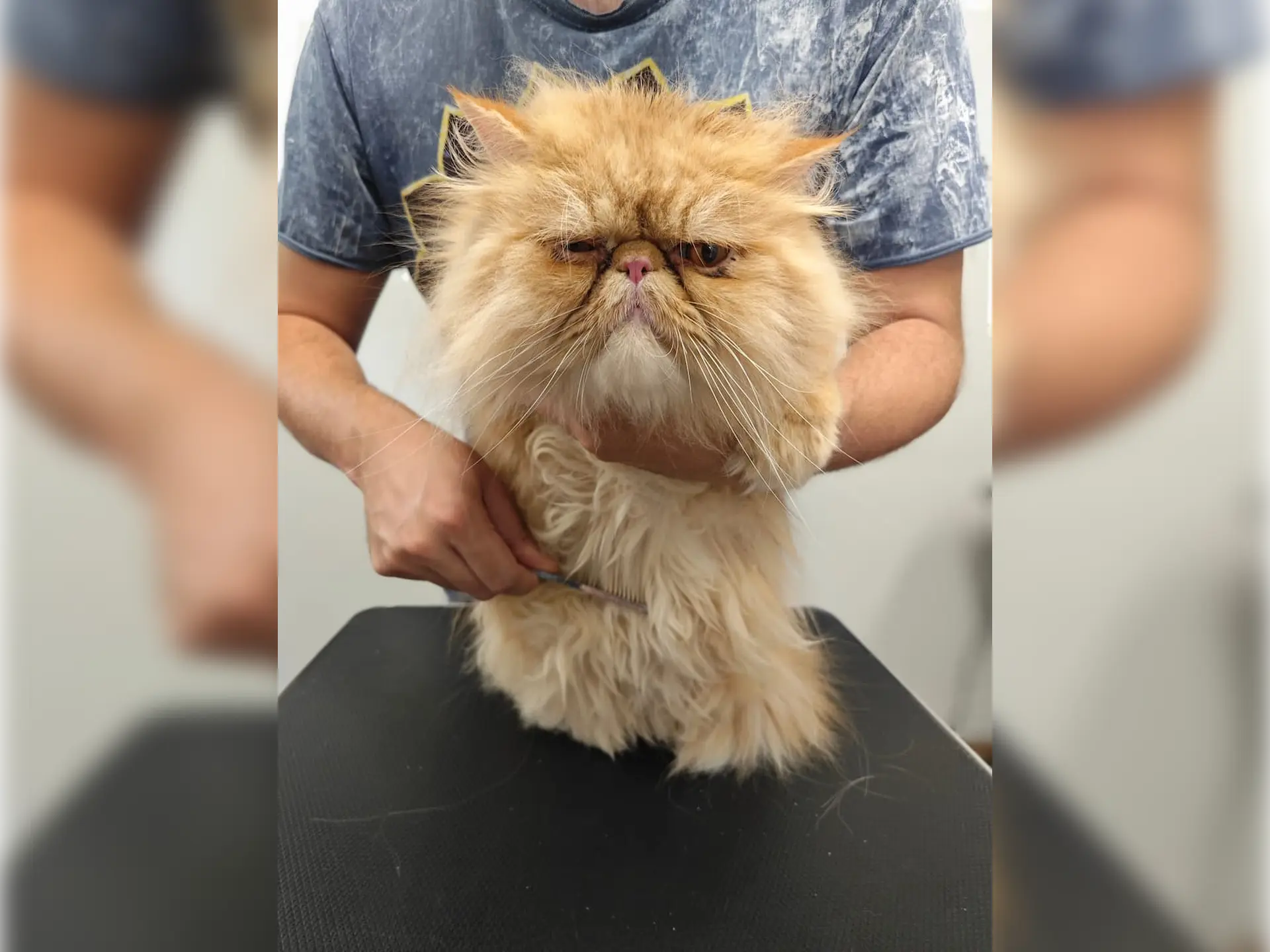 kot perski podczas czesania