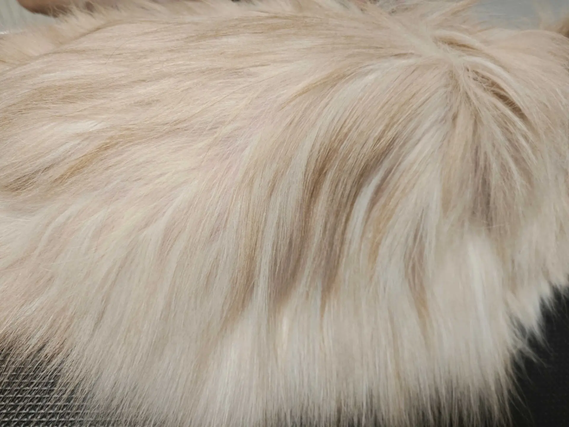 Kot perski po wyczesywaniu podszerstka