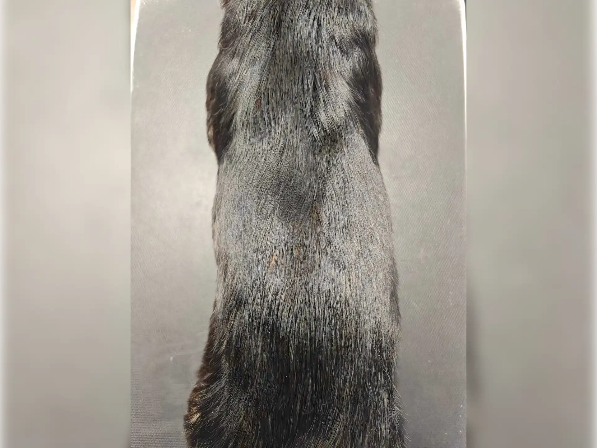 lśniący włos u psa krótkowłosego