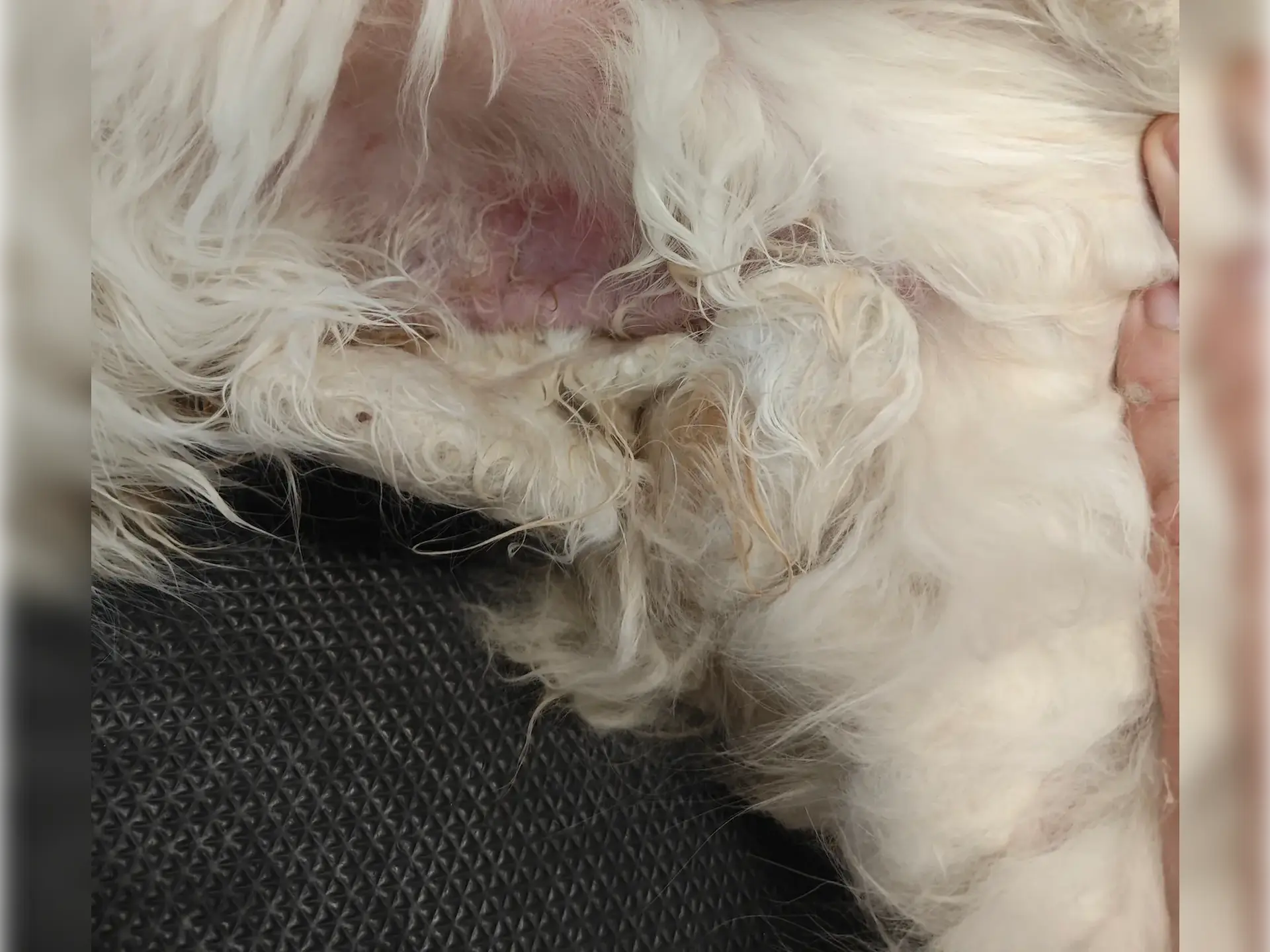 Kot z kołtunami i odparzeniami na skórze, zaniedbana sierść powodująca dyskomfort.