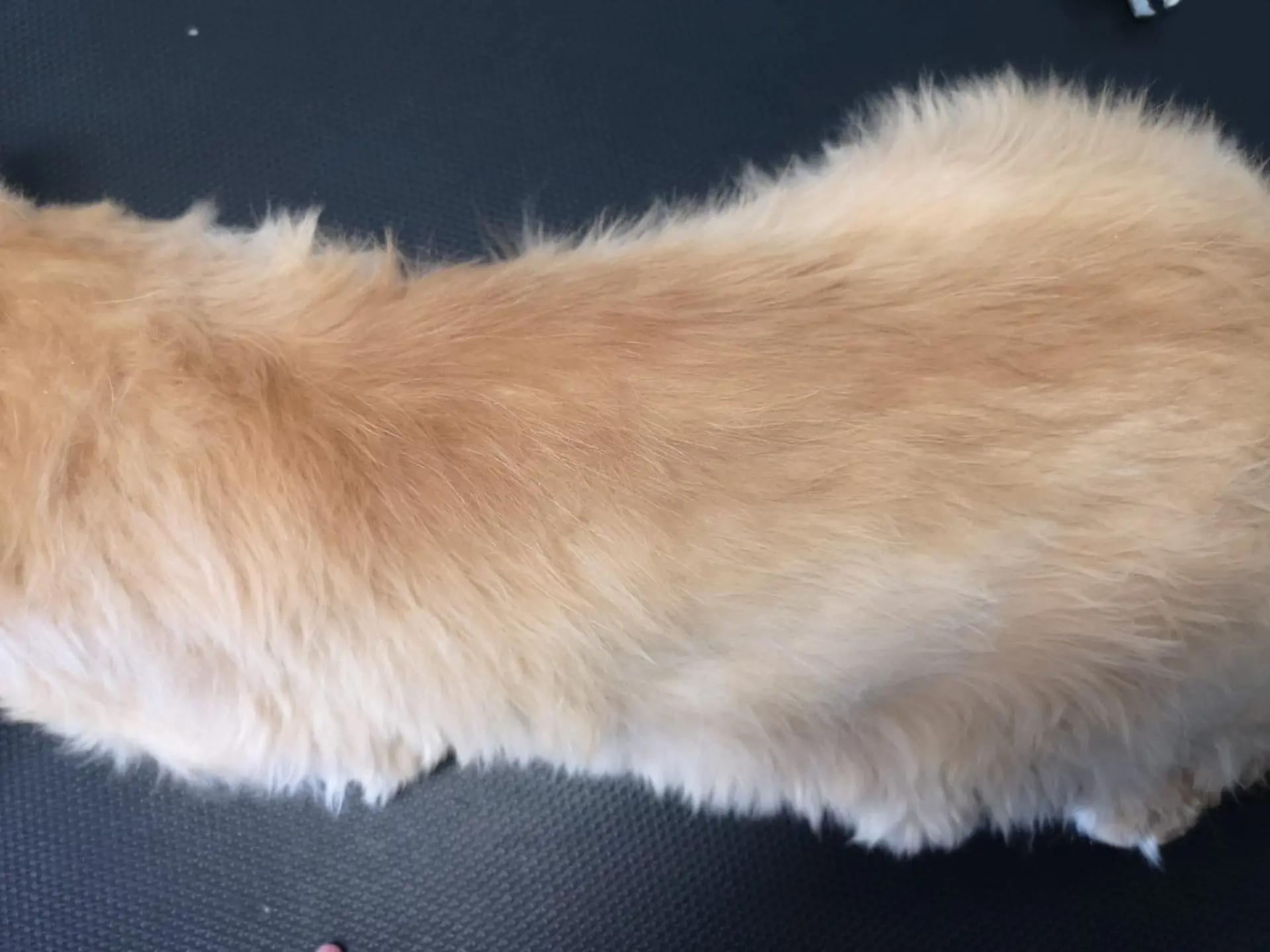 zmiana włosa u kota po strzyżeniu