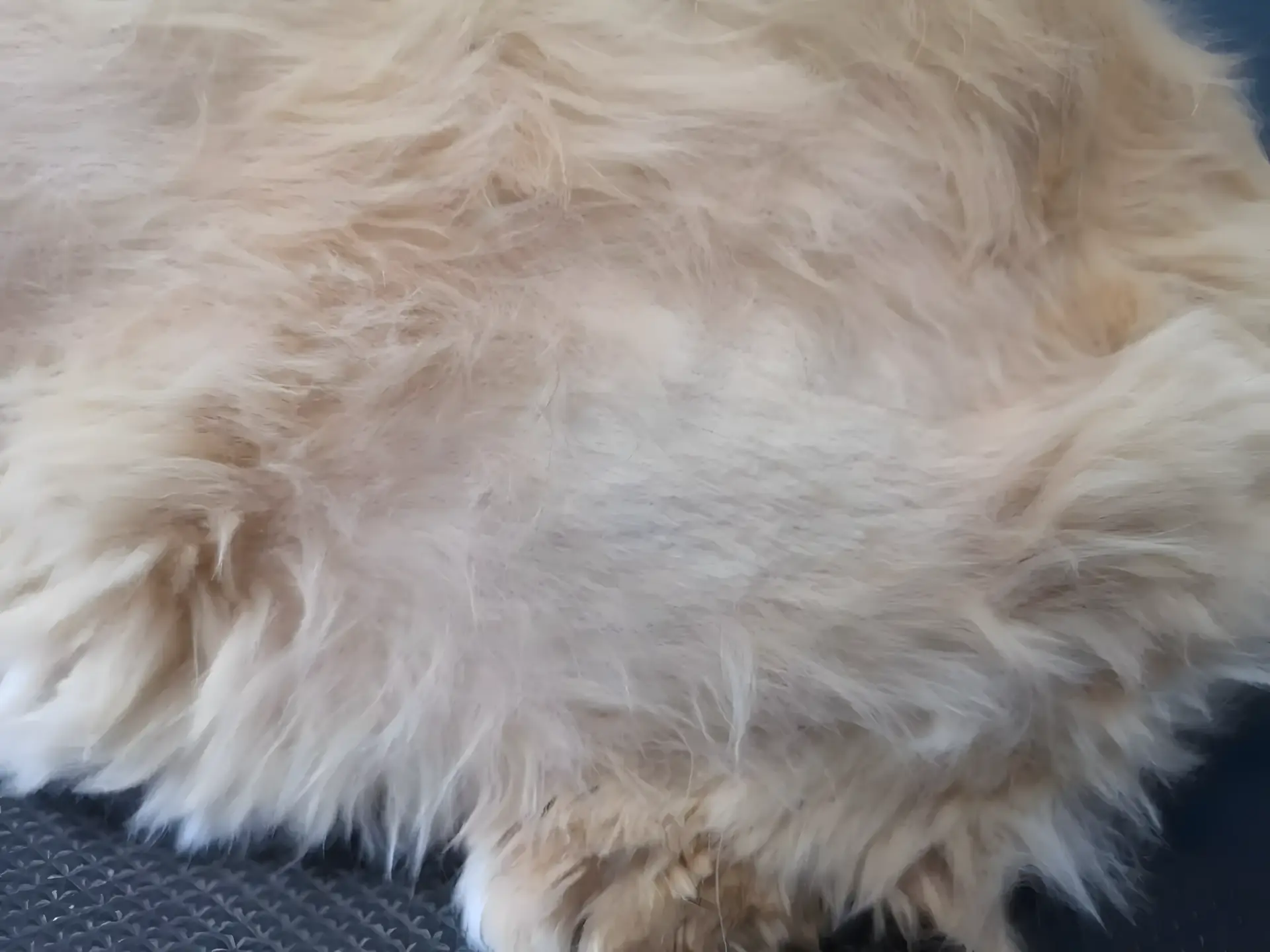 Strzyżenie kota może być konieczne przy nadmiernym wylizywaniu - widoczne przerzedzenie sierści i odsłonięta skóra