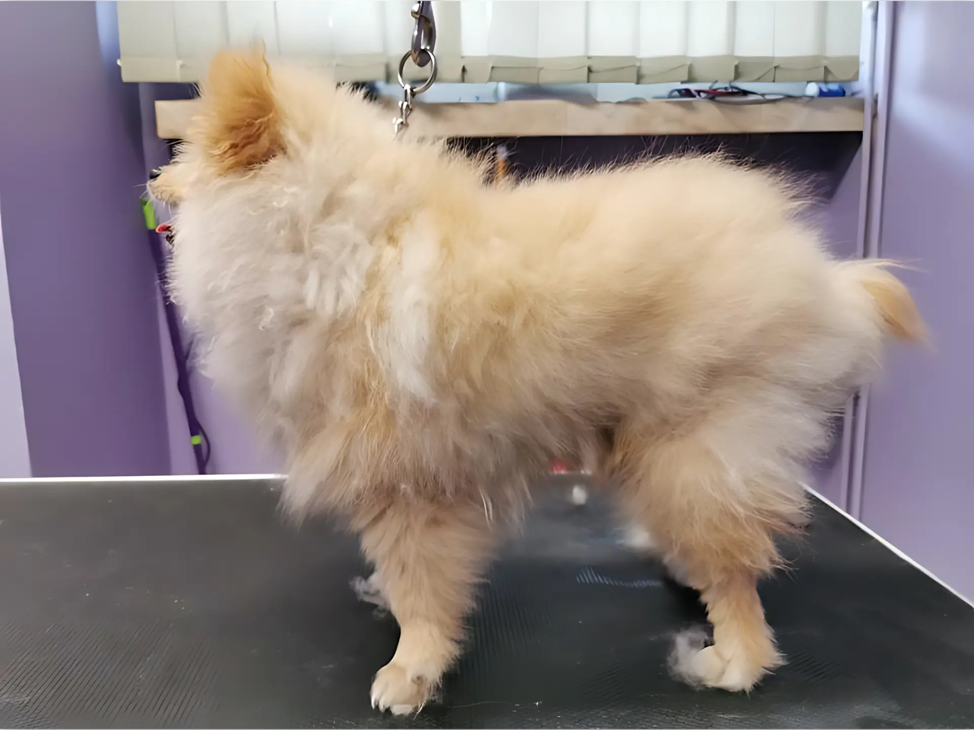 Pomeranian po strzyżeniu maszynką