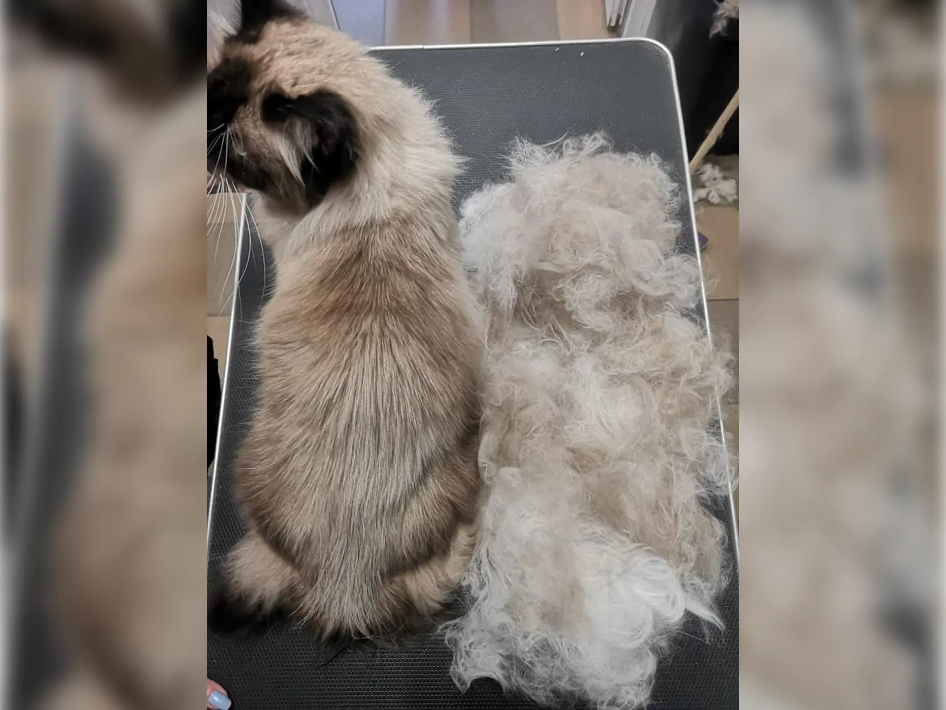 wyczesany podszerstek u ragdolla