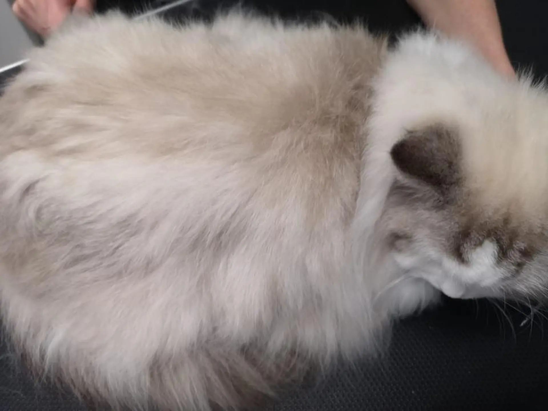 Ragdoll wyczesywanie podszerstka