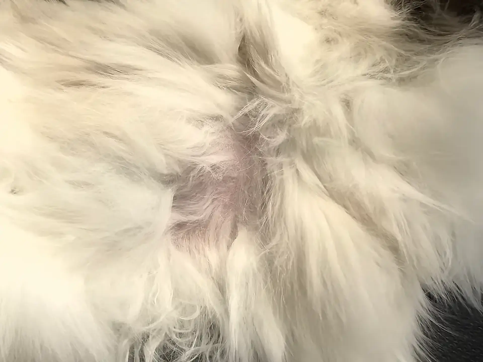 miejsce po wyczesaniu kołtuna