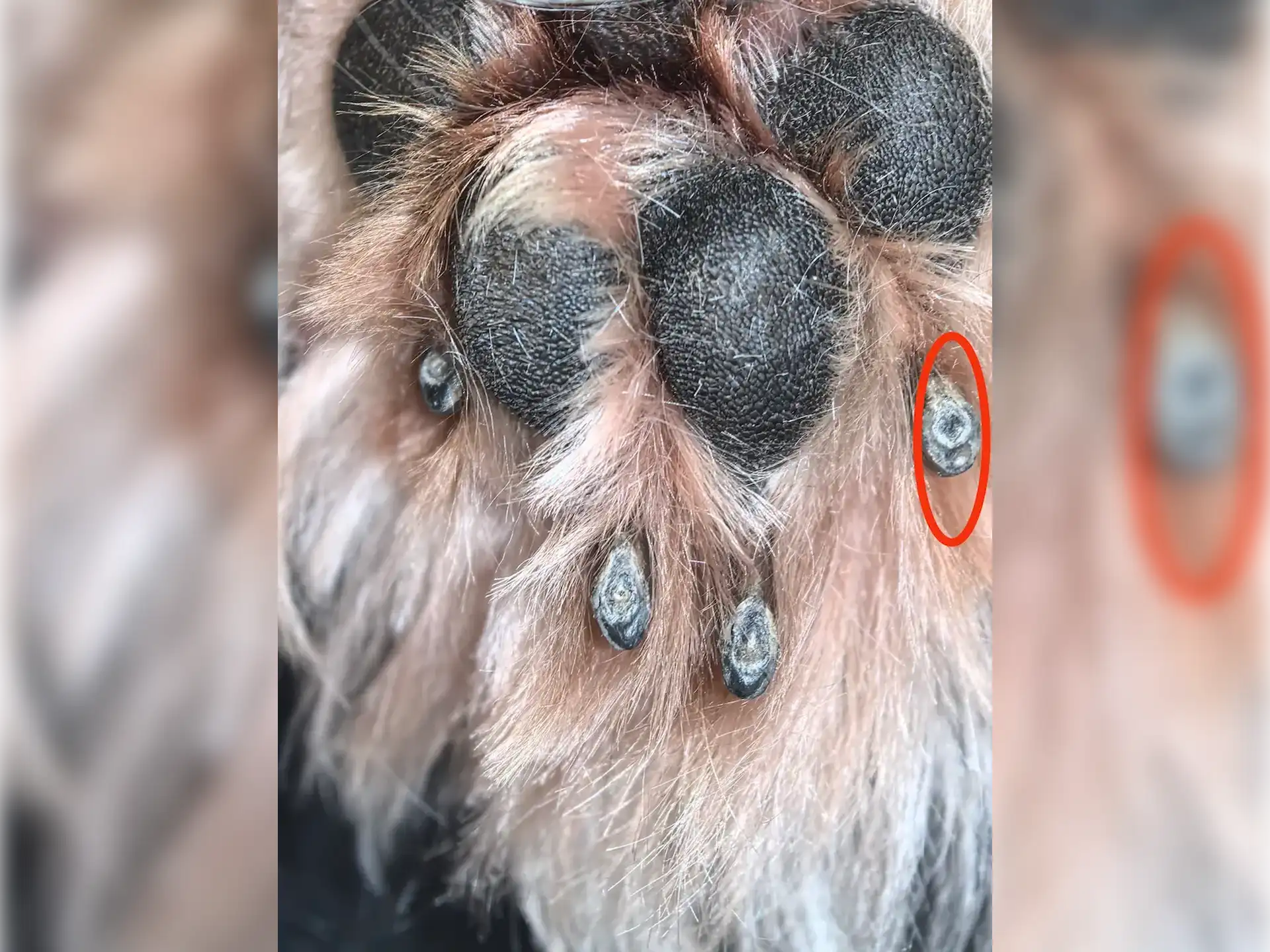 przycinanie pazurów i bliski rdzeń