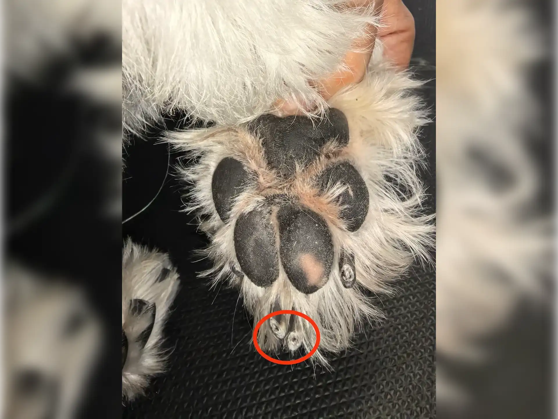 przycinanie pazurów i blisko rdzenia