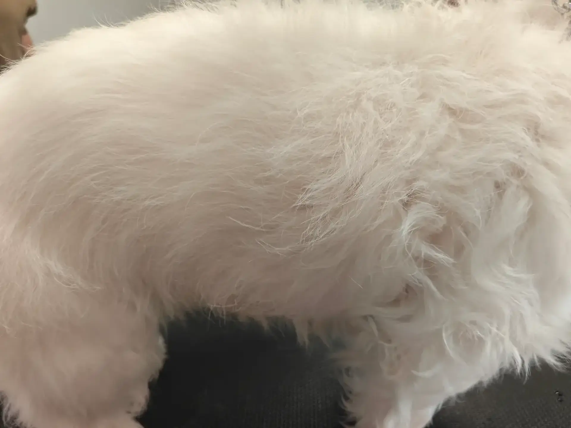 West Highland White Terrier o białej sierści po strzyżeniu zamiast trymowania, ukazujący miękką strukturę włosa