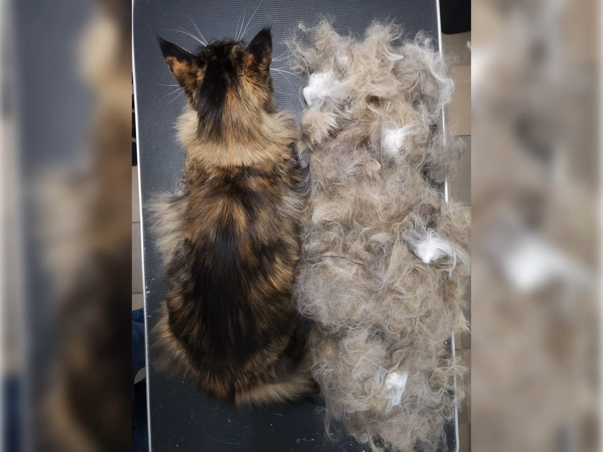 Mainecoon u groomera na zabieu wyczesywania