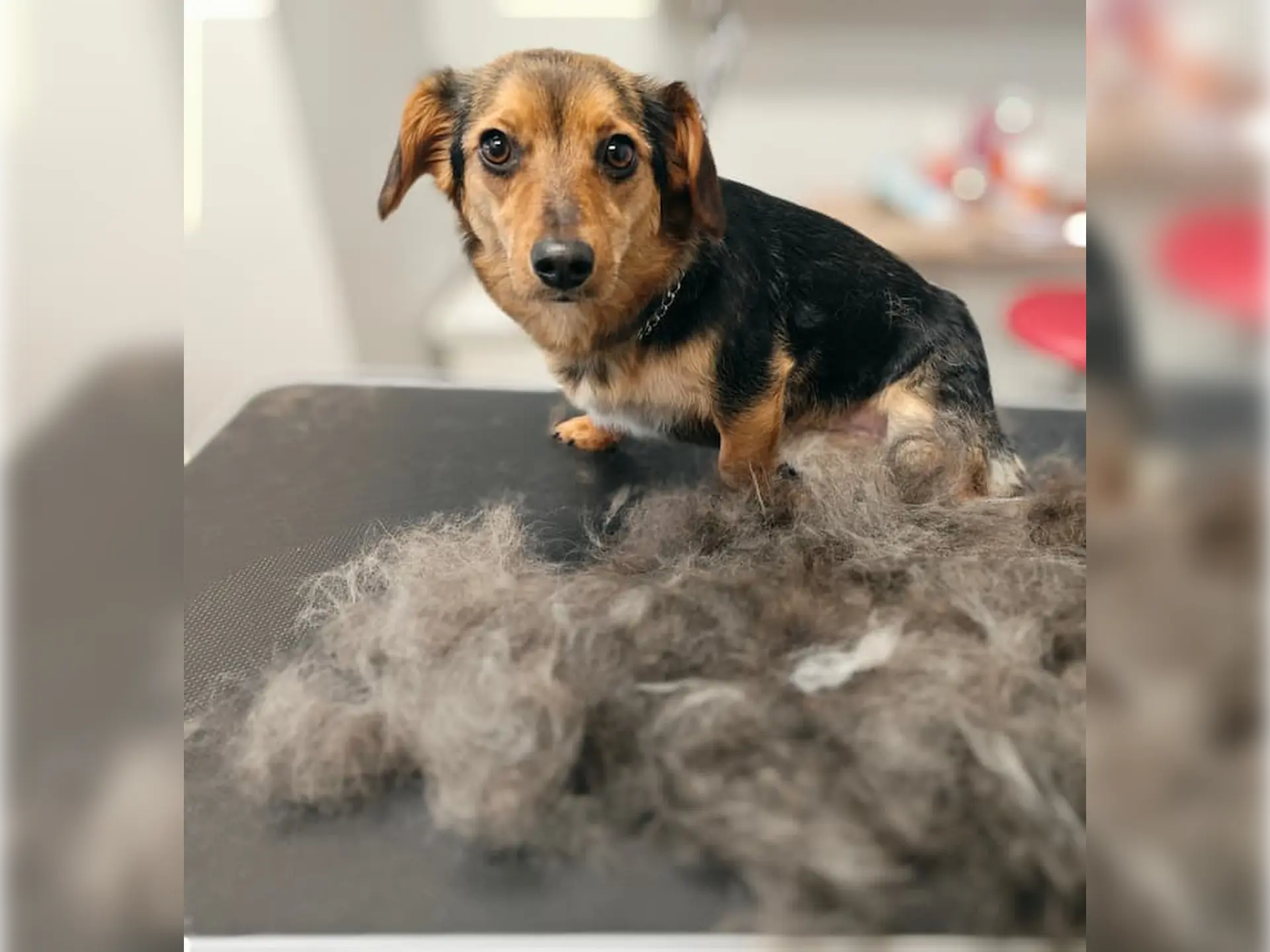 wyczesywanie psa wielorasowego krótkowłosego