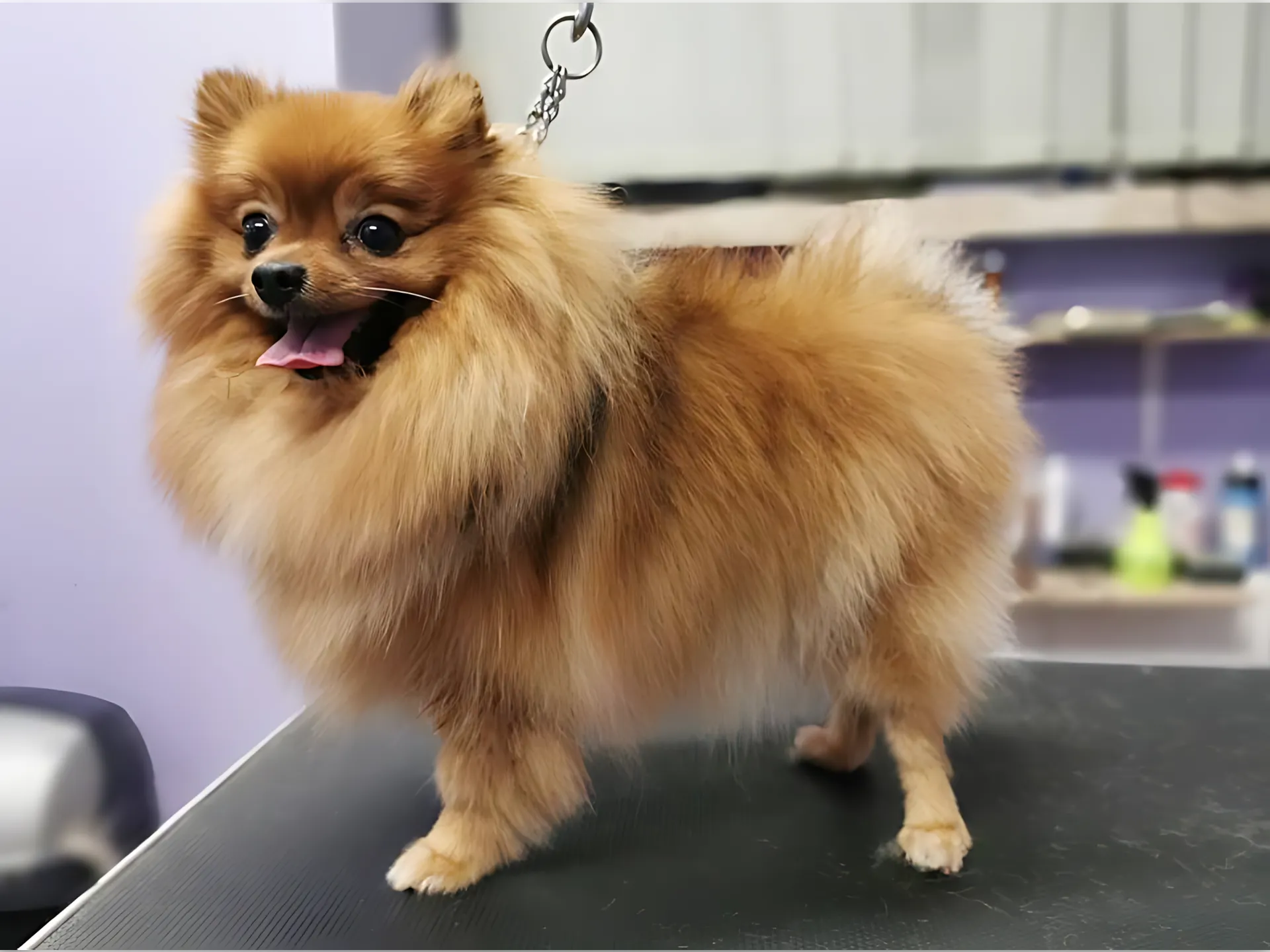 Prawidłowa pielęgnacja pomeraniana