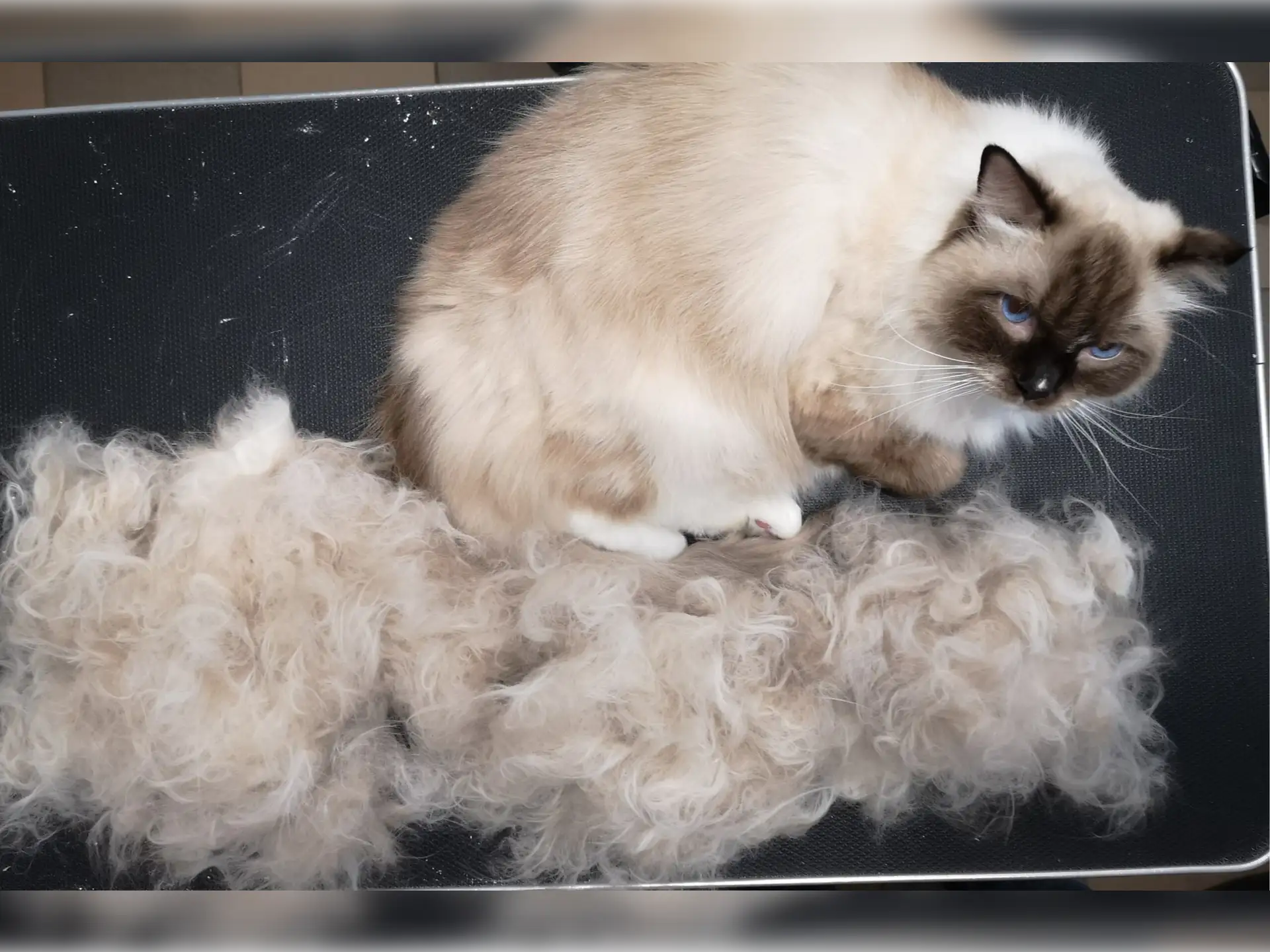 Ragdoll po wizycie u groomera