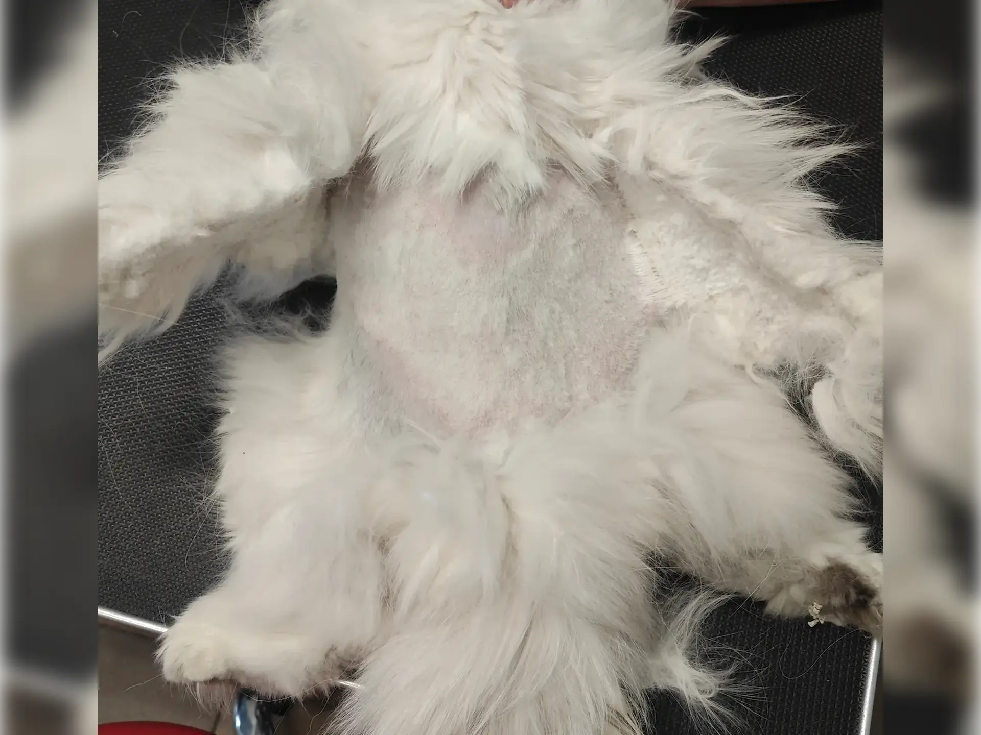 Biały kot brytyjski z mocno zafilcowaną sierścią na całym ciele, wymagający całkowitego ogolenia.